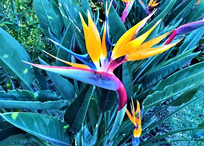 Surf Beach_santa Barbara Secret Gardens Dom wakacyjny Ribeira Grande